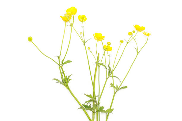 istock Fresh green plant isolated on white 1004229250