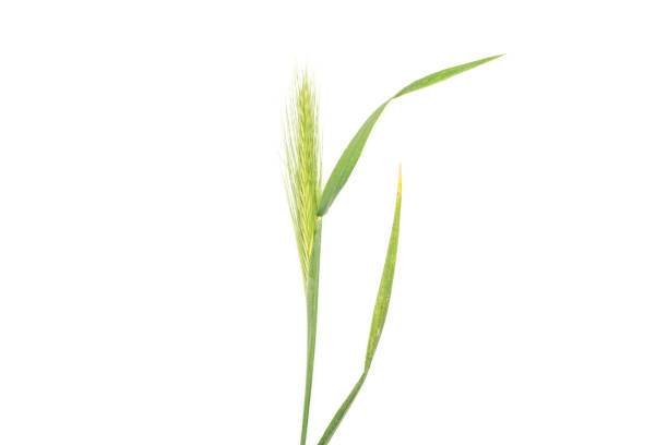 istock Fresh green plant isolated on white 1004229252