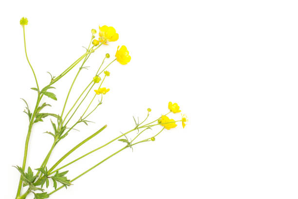 istock Fresh green plant isolated on white 1004229274