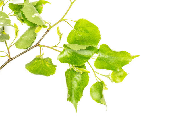 istock Fresh green plant isolated on white 1004229356