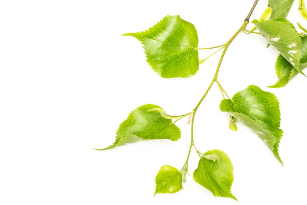 istock Fresh green plant isolated on white 1004229384