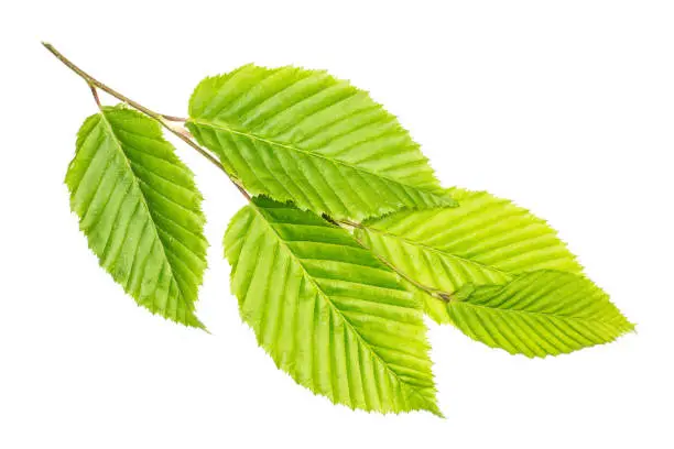One whole fresh green plant elm branch rib leaves flatlay isolated on white