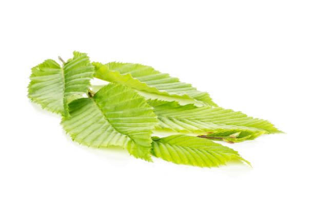 istock Fresh green plant isolated on white 1004229534