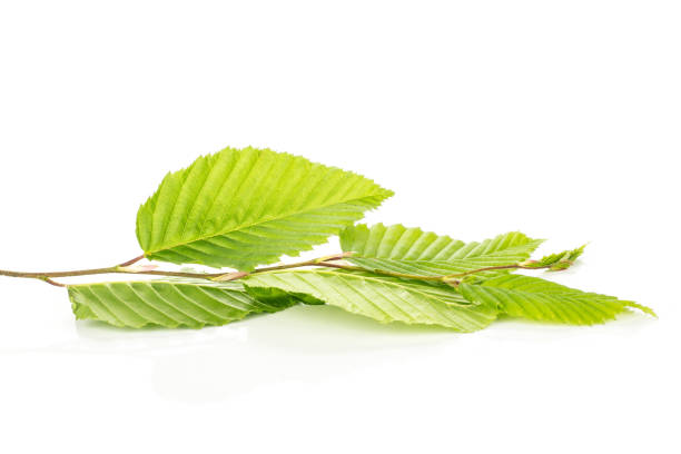 Fresh green plant isolated on white One whole fresh green plant rib leaves elm branch isolated on white wych elm stock pictures, royalty-free photos & images