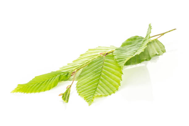 istock Fresh green plant isolated on white 1004229550
