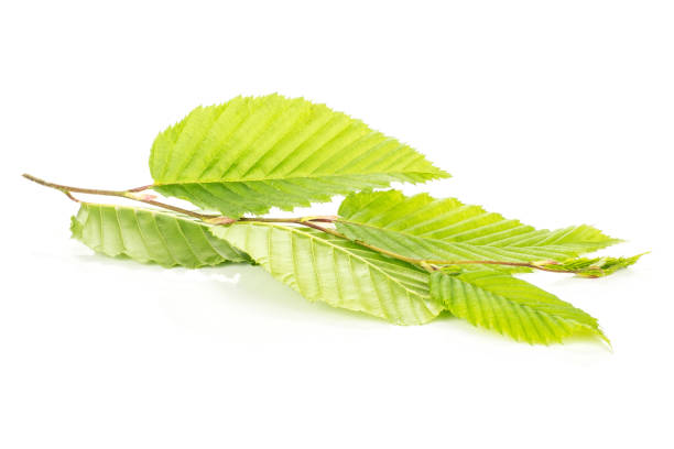 Fresh green plant isolated on white One whole fresh green plant elm branch with rib leaves isolated on white wych elm stock pictures, royalty-free photos & images
