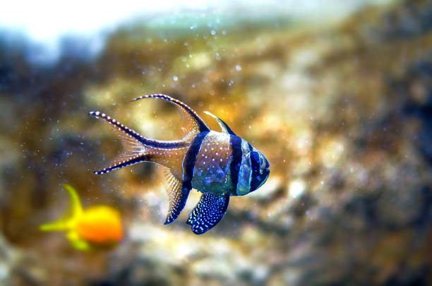 istock Banggai cardinalfish exotic tropical fish on coral background 1004229754