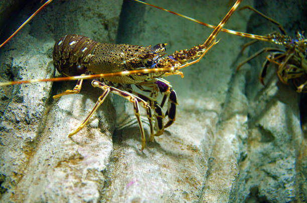 istock Colourful Tropical Rock lobster underwater 1004229852