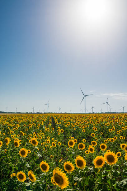 istock Field with sunflowers and eco power, wind turbines 1004238730