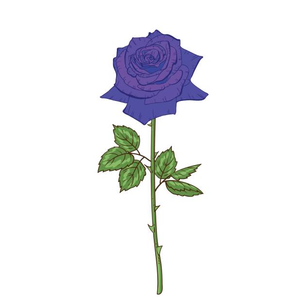 istock Beautiful blue flower rose isolated on white background. A large bud and inflorescence on a stem with green leaves. Botanical vector Illustration. 1004238958