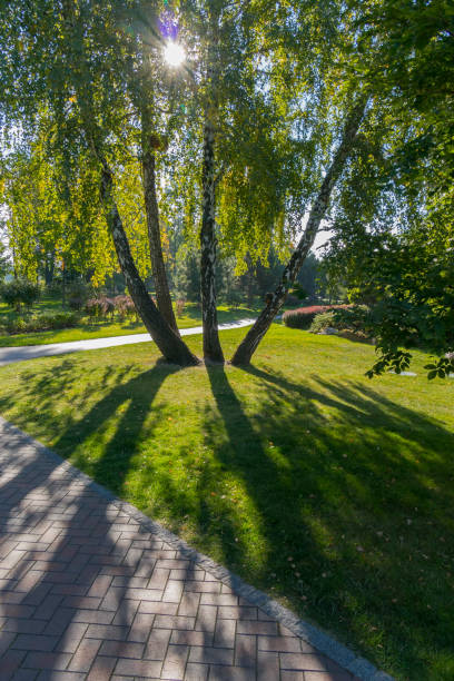 istock a grouping of four birch trees in a park through which sunlight 1004239828
