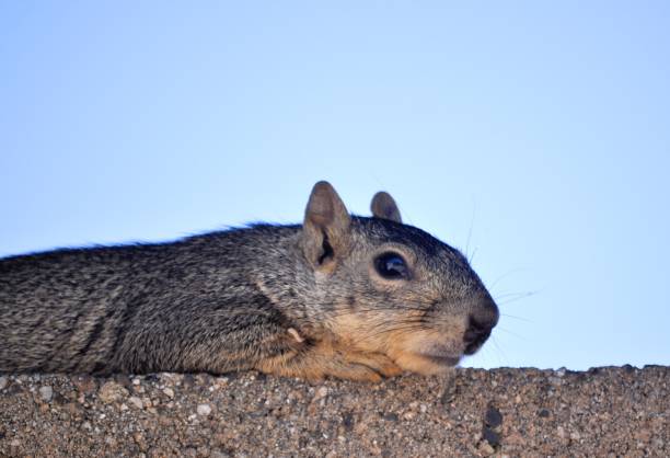 istock life of the squirrel 1004243614