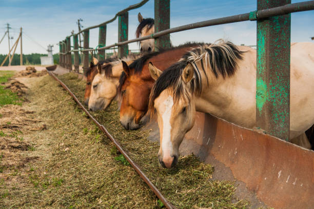 hungriga hästar i pennan - horse net hay bildbanksfoton och bilder
