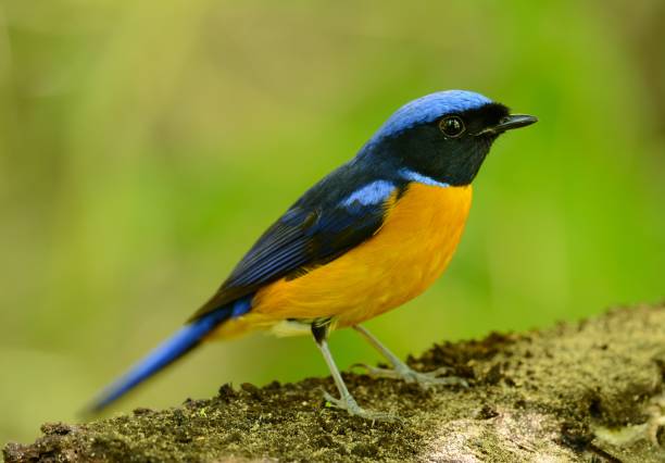 istock male Rufous-bellied Niltava (Niltava sundara) 1004243752