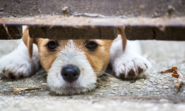 istock Cute dog puppy looking behind a fence 1004244006