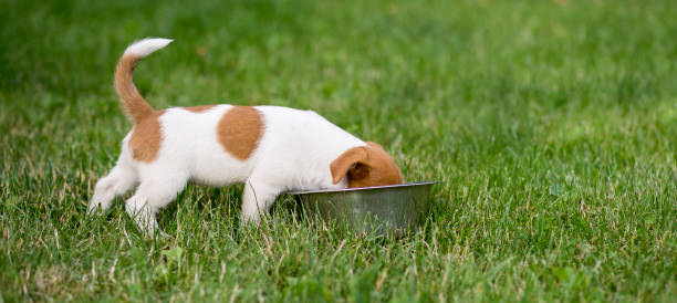 istock Hungry dog puppy eating in the grass 1004244028