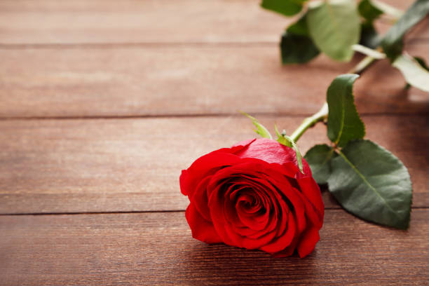 Red rose on brown wooden table stock photo