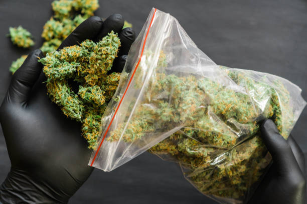 istock Large Package and fresh buds of cannabis many weed. Copy spase 1004249224