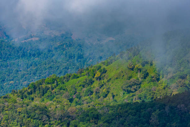 istock Scenic View Of Forest 1004257758