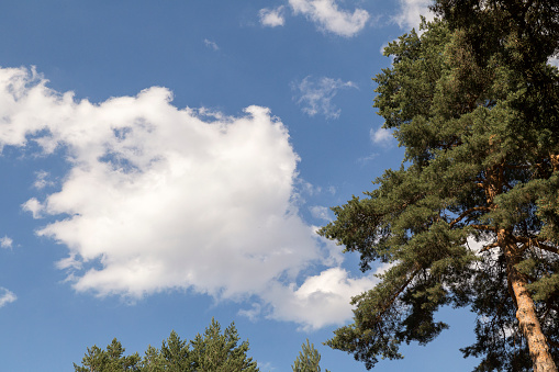 white clouds in a blue sky over the green pine treetops