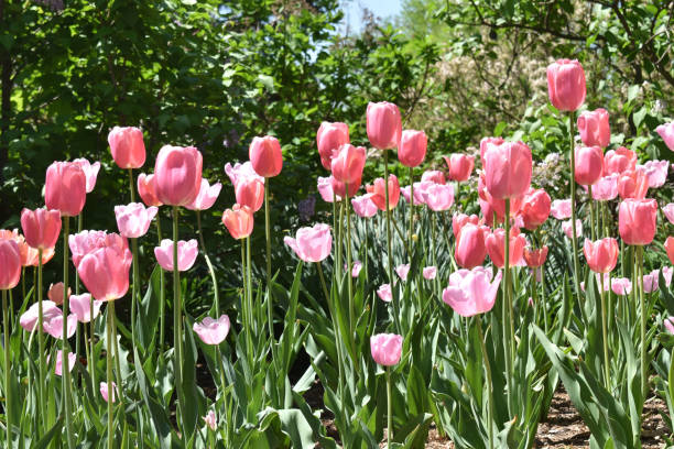 istock Mass of Pink Tulips 1004263074