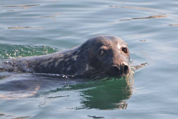 istock Gray seal, Provincetown 1004266712