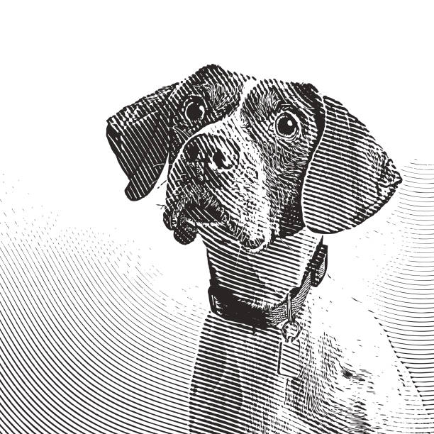 ilustrações de stock, clip art, desenhos animados e ícones de pointer dog in animal shelter hoping to be adopted - white background distraught worried close up