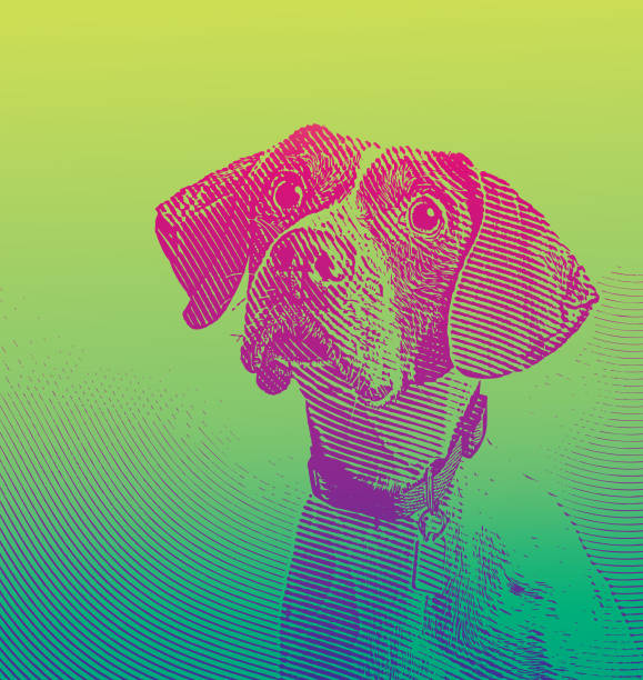 istock Pointer dog in animal shelter hoping to be adopted 1004270064