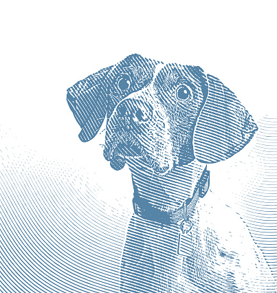 Engraving illustration of a Pointer dog in animal shelter hoping to be adopted