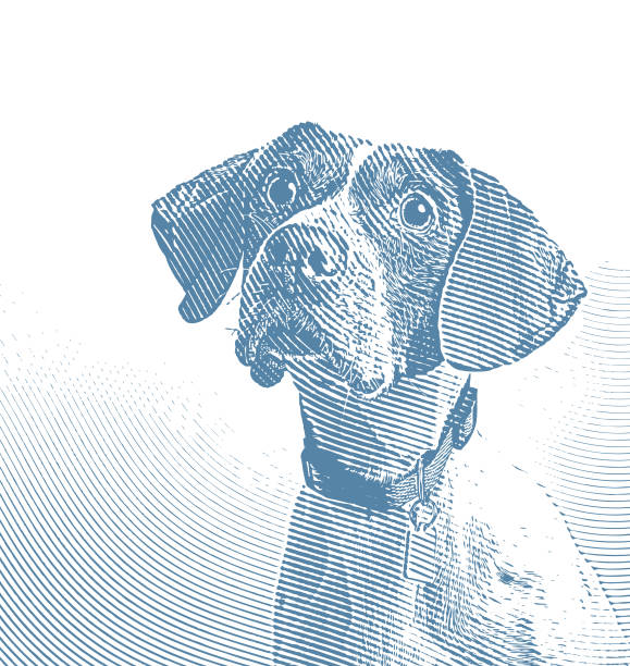 Pointer dog in animal shelter hoping to be adopted Engraving illustration of a Pointer dog in animal shelter hoping to be adopted ears white background stock illustrations