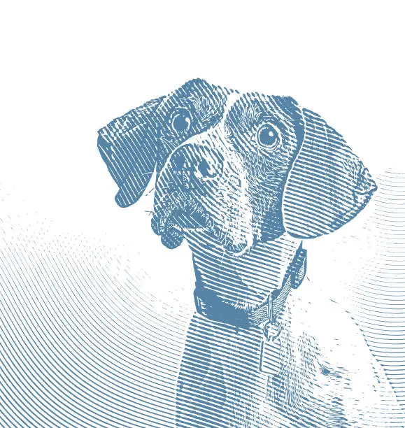 Vector illustration of Pointer dog in animal shelter hoping to be adopted