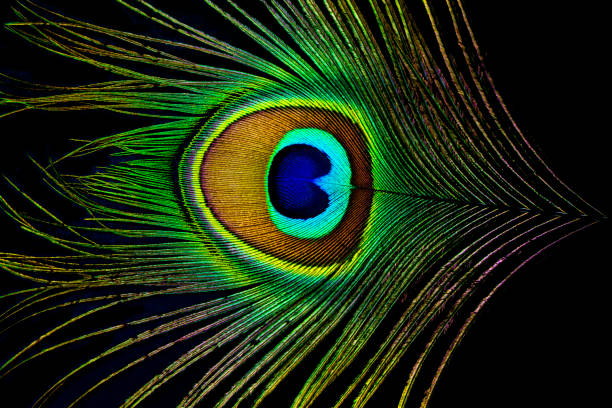 istock Peacock feather colors of nature 1004271310