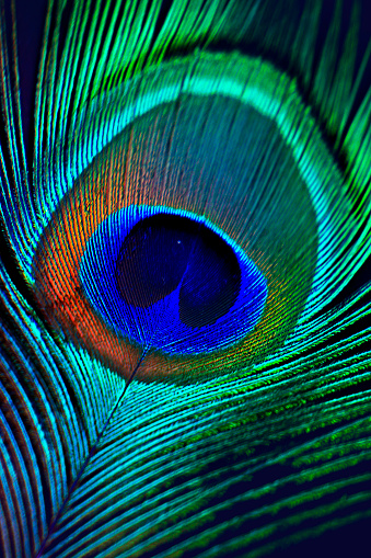 Peacock Feather Closeup Background Stock Photo - Download Image Now -  Peacock, Feather, Macrophotography - iStock