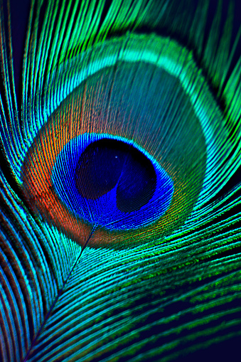 Peacock Feather Closeup Background Stock Photo - Download Image Now - Peacock, Feather, Macrophotography - iStock Peacock Feather Closeup Background Stock Photo - Download Image Now - Peacock, Feather, Macrophotography - iStock