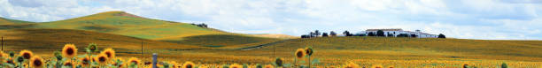 istock Panoramic landscape of a huge sunflower plantation 1004277210