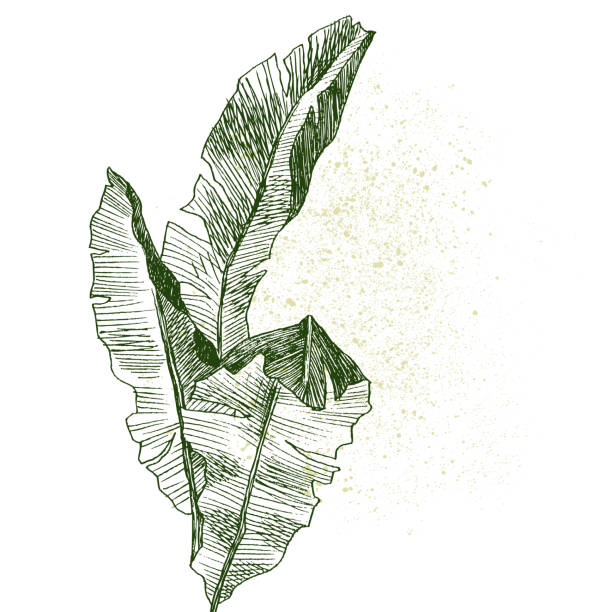 Hand drawn branches and leaves of tropical plants banana. Exotic object floral illustration isolated on white background. High detailed botanical illustration Set Leaf. Exotics. Vintage vector botanical illustration. Black and white zebra plant stock illustrations