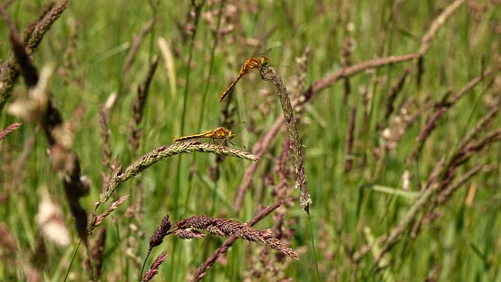 Dragonflies rest on the tips of canary reed grass.