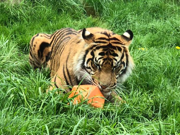 istock United Kingdom London Zoo 1004315780