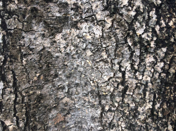 istock The bark of the tree is black. 1004345586