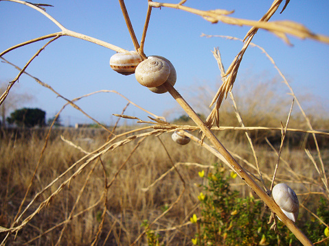 snails estivation in summer
