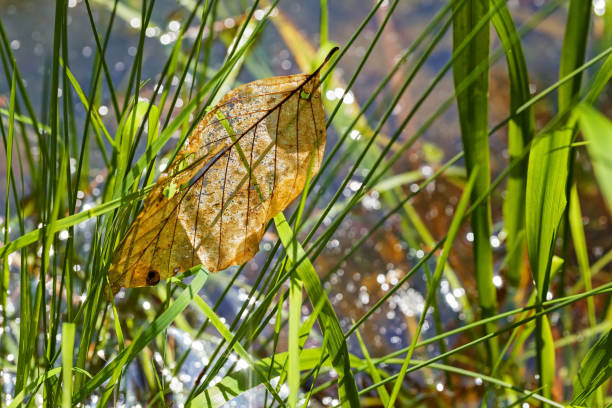 gouttes de pluie réflexion - 24296 photos et images de collection