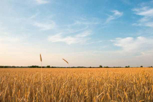 сельскохозяйственные угодья в канаде: пшеничное поле на закате - prairie wide landscape sky стоковые фото и изображения