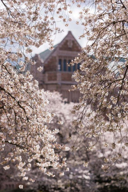 istock University of Washington 1004370254