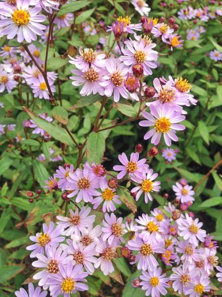 Kalimeris Incisa Madiva flowers Lovely lilac Kalimeris Incisa Madiva flowers also known as Summer Asters kalimeris incisa stock pictures, royalty-free photos & images