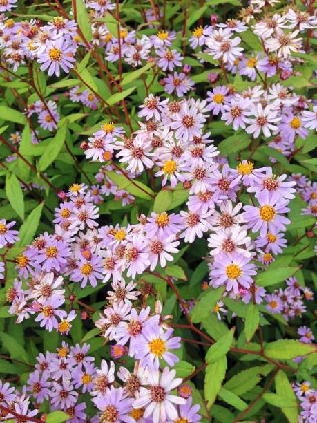 Kalimeris Incisa Madiva flowers Lovely lilac Kalimeris Incisa Madiva flowers also known as Summer Asters kalimeris incisa stock pictures, royalty-free photos & images