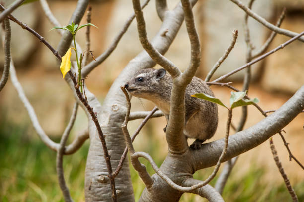 Stacking Hyrax 240+ Tree Hyrax Stock Photos, Pictures & Royalty-Free Images - iStock