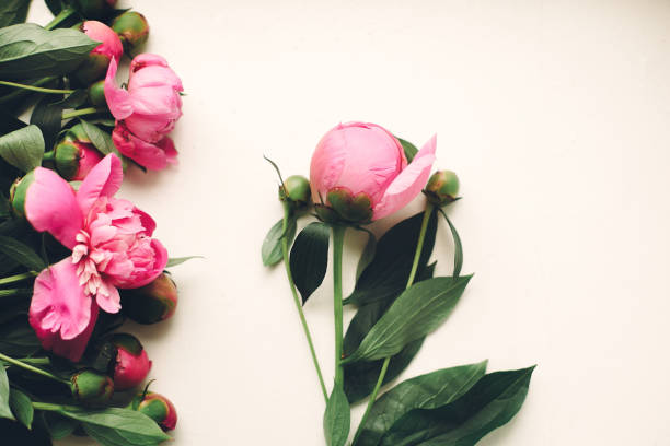 istock lovely pink peonies on rustic white wooden background top view, space for text. floral greeting card, flat lay. beautiful peony flowers pattern, tender image. happy mothers  day concept 1004393270
