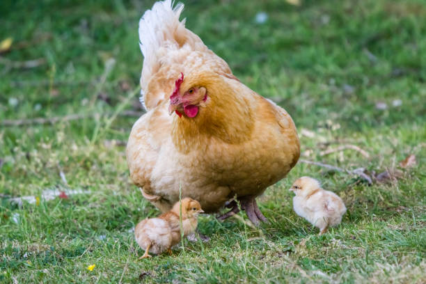 istock first release of the chicks in the barnyard 1004397884