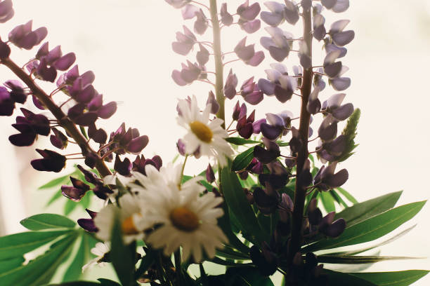 lovely lupine and chamomile bouquet in light at rustic white wooden window in light, space for text. purple wildflowers. floral greeting card. spring image lovely lupine and chamomile bouquet in light at rustic white wooden window in light, space for text. purple wildflowers. floral greeting card. spring image lupine flower photos stock pictures, royalty-free photos & images