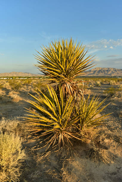 Mojave Desert Yucca plant growing in desert landscape with mountain range in distance in the town of Pahrump, Nevada, USA